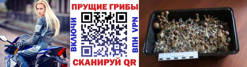 Галлюциногенные грибы GOLDEN TEACHER  цены наркотик  Красновишерск 